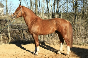 Aramis III 13 725 T
